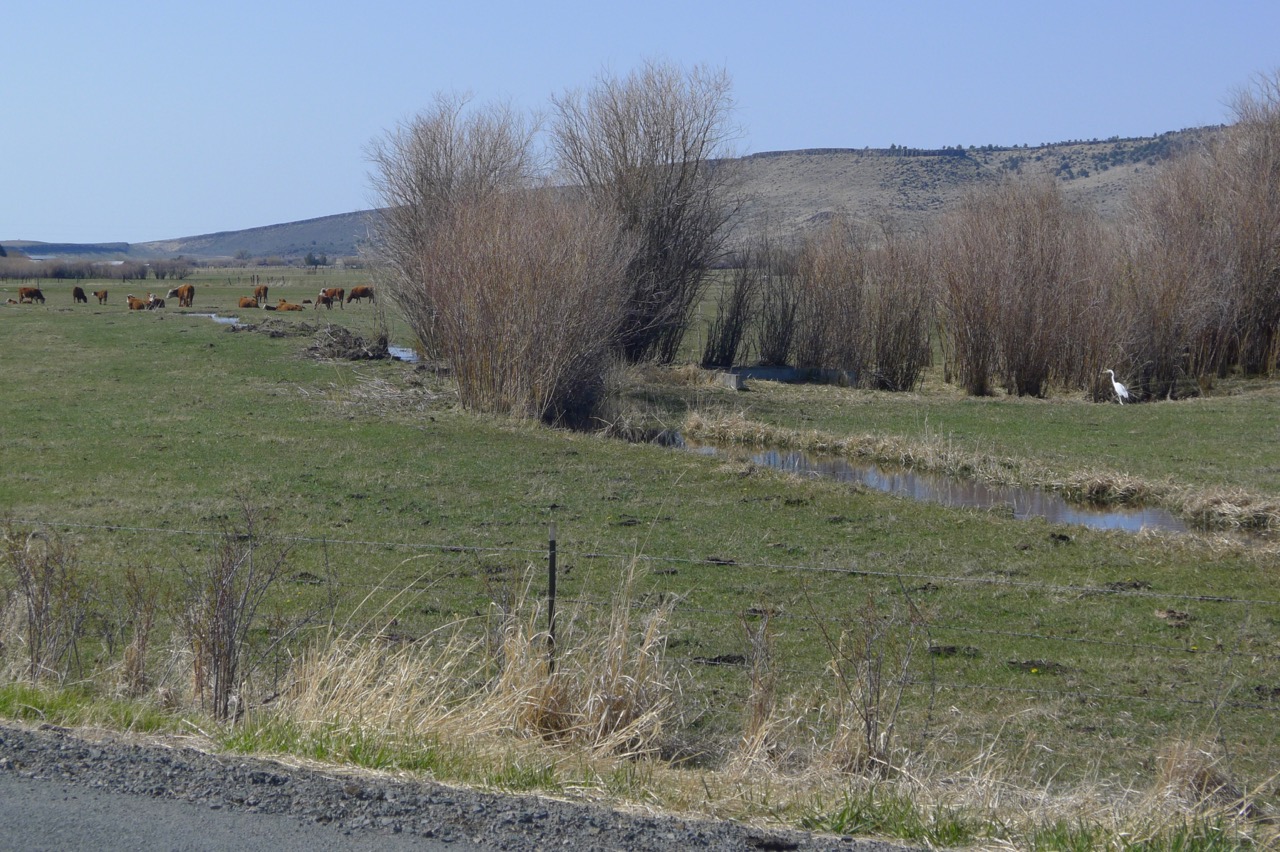 Birds and Cattle - the Western Refuge Way